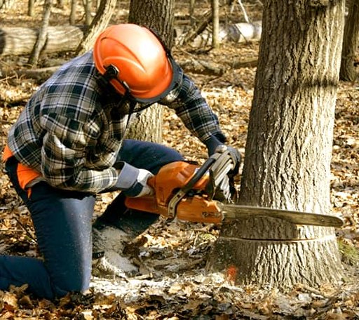 Tree Removal in Spirit Lake, ID